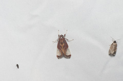 Bertholdia albipuncta