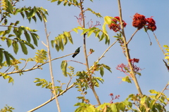 Eulampis holosericeus holosericeus