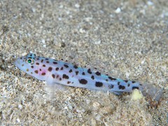 Thorogobius ephippiatus