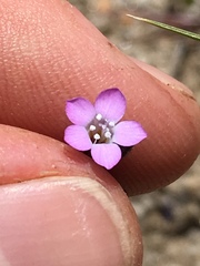 Gilia sinuata