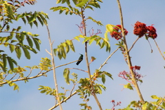 Eulampis holosericeus holosericeus