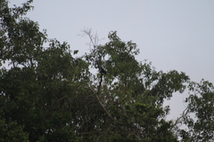 Patagioenas squamosa