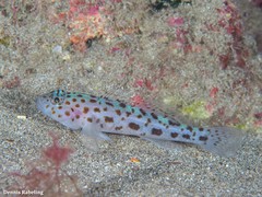 Thorogobius ephippiatus