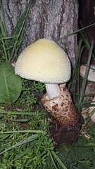Volvariella bombycina