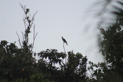 Patagioenas squamosa