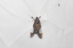 Bertholdia flavidorsata