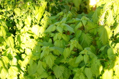 Urtica pilulifera