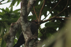 Patagioenas squamosa