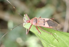 Phonoctonus