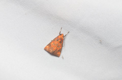 Melese flavimaculata