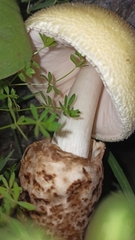 Volvariella bombycina