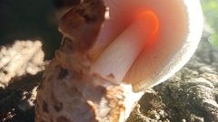 Volvariella bombycina