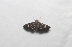 Desmia bajulalis