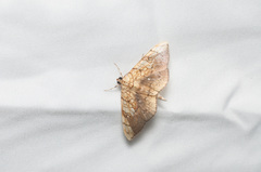 Pantographa scripturalis