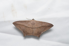 Prochoerodes tetragonata