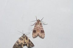 Elysius melanoplaga