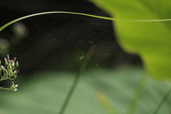 Leucauge regnyi