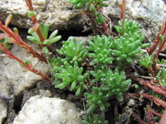 Sedum tenellum