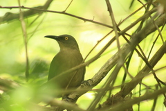 Cinclocerthia ruficauda