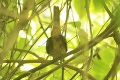 Cinclocerthia ruficauda