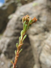 Sedum tenellum
