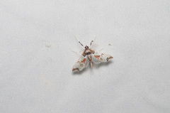 Neoleucinodes elegantalis