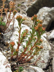 Sedum tenellum