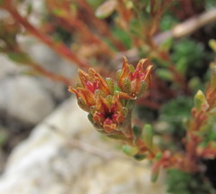 Sedum tenellum