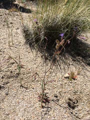 Gilia sinuata