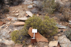 Oedera sedifolia