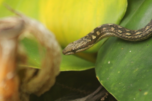 Saba Racer, Alsophis rufiventris