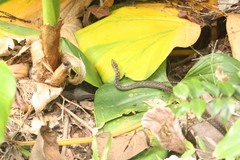 Alsophis rufiventris