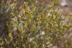 Oedera sedifolia