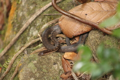 Alsophis rufiventris