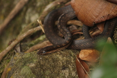 Alsophis rufiventris