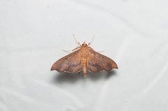 Anarmodia nebulosalis