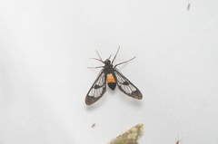 Cosmosoma angustimargo