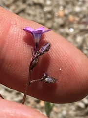 Gilia sinuata