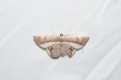 Opisthoxia cluana