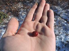 Vaccinium microcarpum