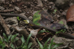 Alsophis rufiventris