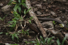 Alsophis rufiventris