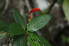 Gesneria