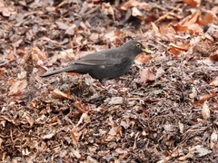Turdus merula