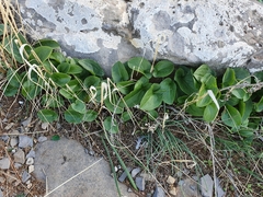 Arisarum vulgare