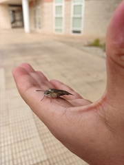 Macroglossum stellatarum