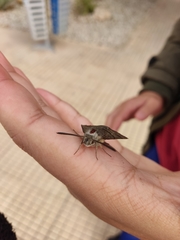 Macroglossum stellatarum