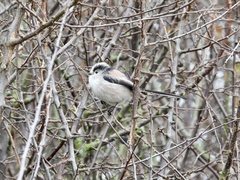 Aegithalos caudatus