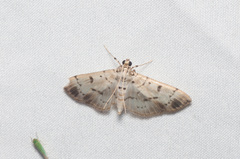 Pycnarmon