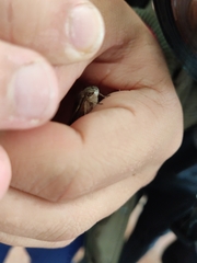 Macroglossum stellatarum